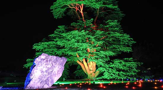 Cedar Tree lit up